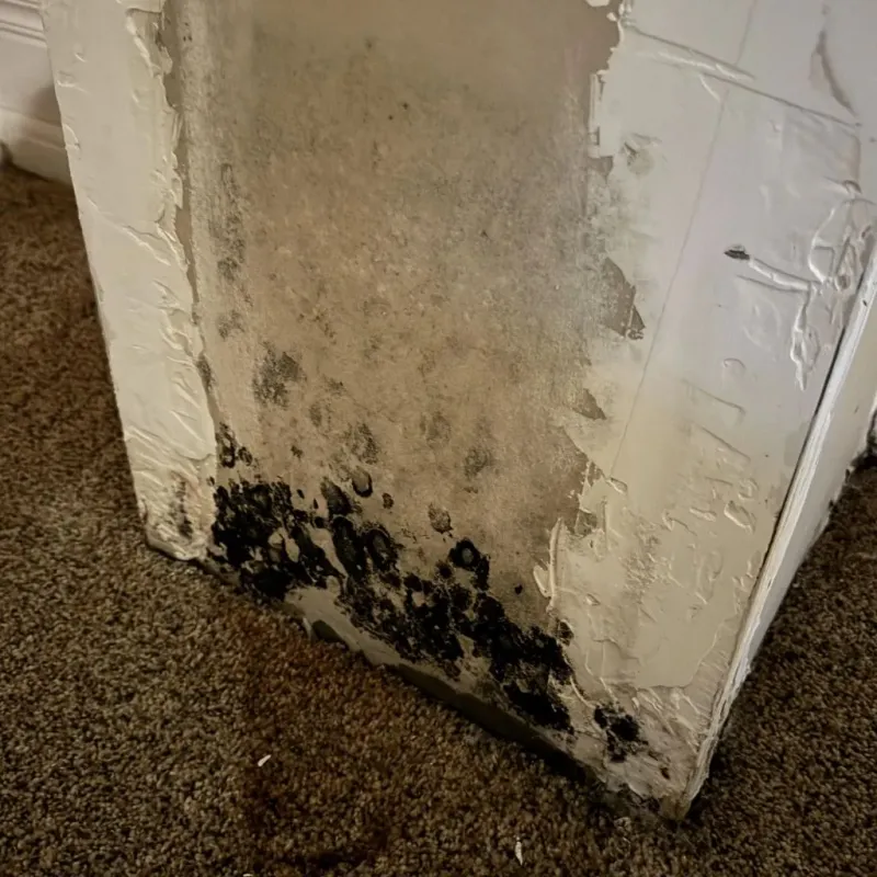 Professional Mold Removal in Mobile, AL
